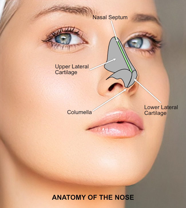 Nose Anatomy - Nasal Septum